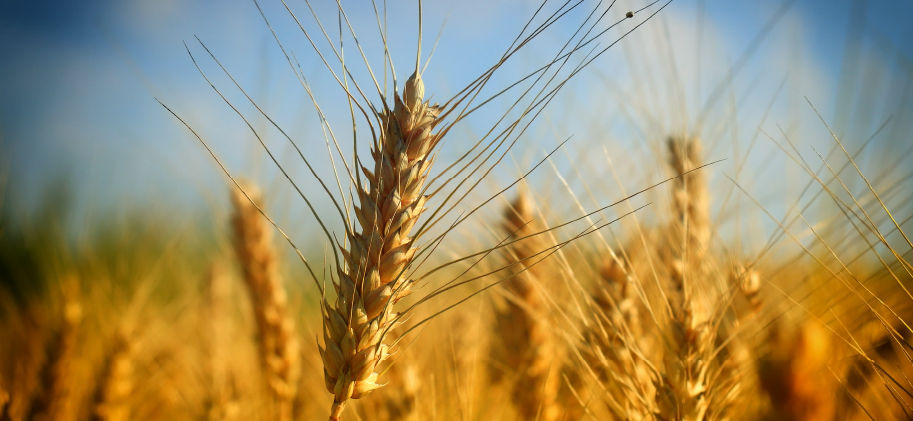 Immersion dans le monde agricole