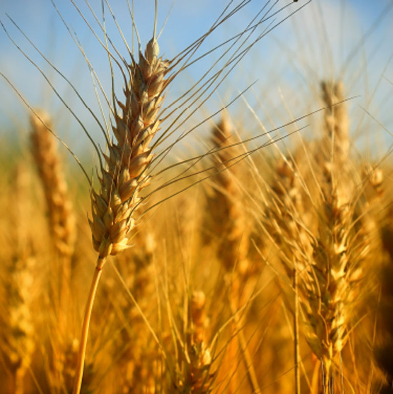 Immersion dans le monde agricole