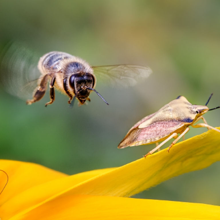 Éloge de la nature et de la biodiversité