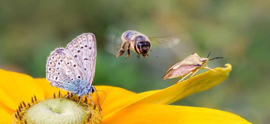 Éloge de la nature et de la biodiversité